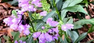 close up of two bees pollinating a purple flower in the Agnes Scott organic garden